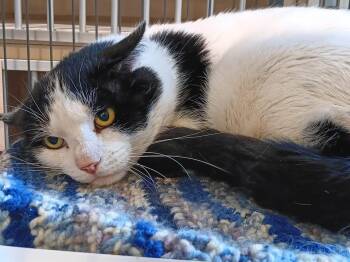 Domestic Short Hair Cats Available for Adoption - Poetry | PetCurious