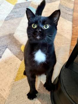 Rescue Extra Toes Cat Hemingway Polydactyl Cats for Adoption in Port Chester, New York - Moet’ The Polydactyl | PetCurious