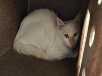 RYKER -  Domestic Short Hair Cat for Adoption in Santa Fe, New Mexico - RYKER | PetCurious
