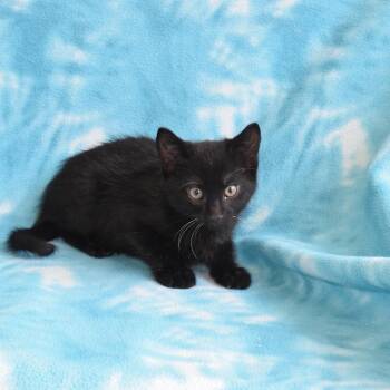 Mercedes -  Domestic Short Hair Cat for Adoption in Eureka, California - Mercedes | PetCurious
