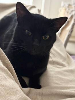 Bombay and Domestic Short Hair Cats Available for Adoption - Bruno | PetCurious