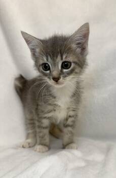 Twilight -  Domestic Short Hair and Tabby Cat for Adoption in Greensboro, North Carolina - Twilight | PetCurious