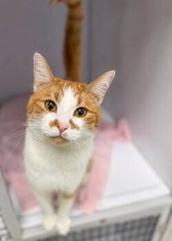 Rocket -  Domestic Short Hair Cat for Adoption in Fairfax Station, Virginia - Rocket | PetCurious