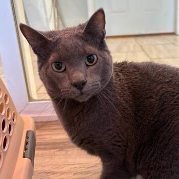 Fig -  Russian Blue Cat for Adoption in West Des Moines, Iowa - Fig | PetCurious