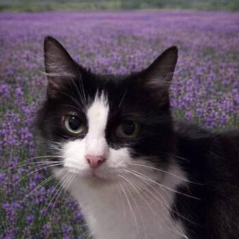 Violet -  Domestic Long Hair Cat for Adoption in Vine Grove, Kentucky - Violet | PetCurious