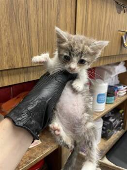 SQUIRT -  Domestic Short Hair Cat for Adoption in Stockton, California - SQUIRT | PetCurious