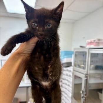 Axwell #2259 -  Domestic Short Hair Cat for Adoption in Buffalo, New York - Axwell #2259 | PetCurious