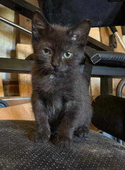 Rescue Domestic Short Hair Cats for Adoption in Camden, South Carolina - Parmesan (Available For Pre-adoption) | PetCurious