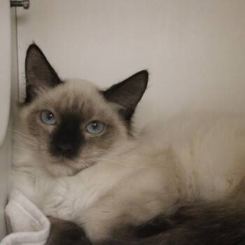 Duke -  Domestic Medium Hair Cat for Adoption in Champaign, Illinois - Duke | PetCurious