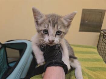 TOFU -  Domestic Short Hair Cat for Adoption in Tustin, California - TOFU | PetCurious