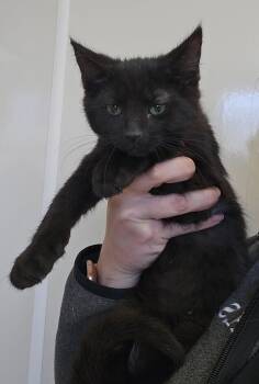 Domestic Short Hair Cats Available for Adoption - Treble | PetCurious