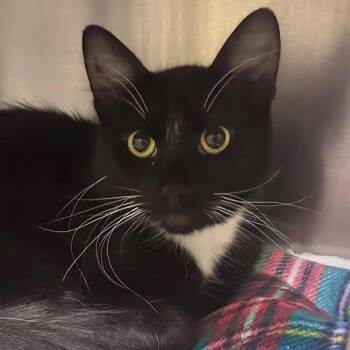 Wasabi -  Domestic Long Hair Cat for Adoption in Walnut Creek, California - Wasabi | PetCurious