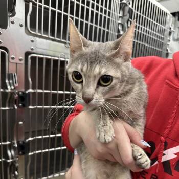 Domestic Short Hair Cats Available for Adoption - Hallie | PetCurious