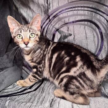 Peeta Pasadena 56457 -  Domestic Short Hair Cat for Adoption in Eaton Rapids, Michigan - Peeta Pasadena 56457 | PetCurious