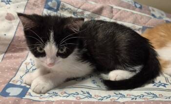 Domino -  Domestic Short Hair Cat for Adoption in South Bend, Indiana - Domino | PetCurious