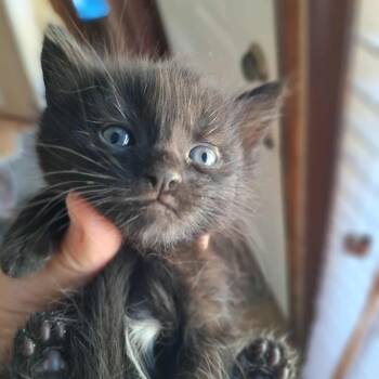 Rescue Domestic Short Hair Cats for Adoption in Huntington, West Virginia - Porsche- OKC | PetCurious