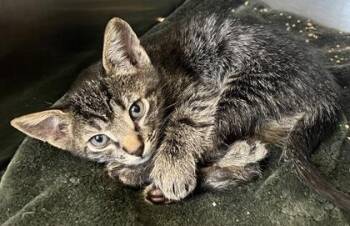 Spike -  Domestic Short Hair Cat for Adoption in Roseville, California - Spike | PetCurious