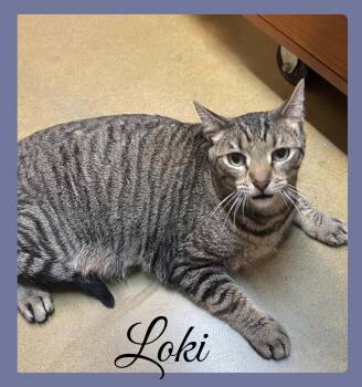 Tabby Cats Available for Adoption in Lawton, Oklahoma - LOKI | PetCurious