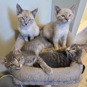 Durango -  Domestic Short Hair Cat for Adoption in Laramie, Wyoming - Durango | PetCurious