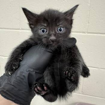 Arthur -  Domestic Short Hair Cat for Adoption in Reno, Nevada - Arthur | PetCurious