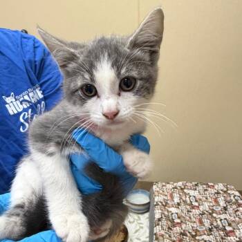 Veronica -  Domestic Short Hair Cat for Adoption in Goleta, California - Veronica | PetCurious