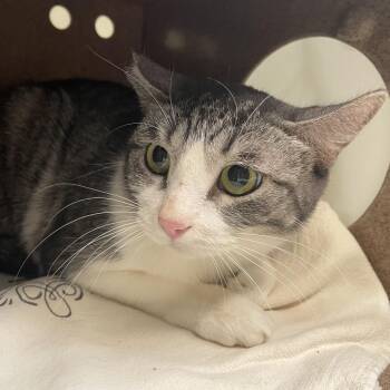 Domestic Short Hair Cats Available for Adoption in Pasadena, California - Wilma | PetCurious