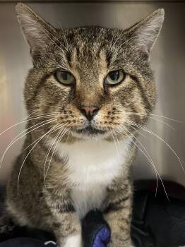 Rescue Domestic Short Hair Cats for Adoption in Johnston, Rhode Island - Indie | PetCurious