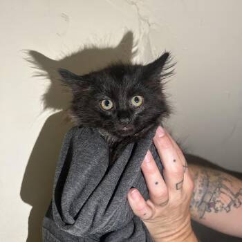 Salem -  Domestic Long Hair Cat for Adoption in Yucca Valley, California - Salem | PetCurious