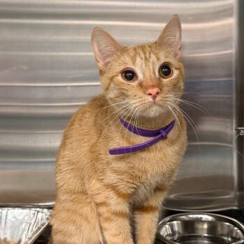 Domestic Short Hair Cats Available for Adoption - Anna | PetCurious