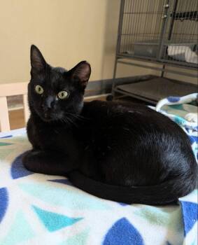 Kona -  Domestic Short Hair Cat Available for Adoption in Ocala, Florida - Kona | PetCurious