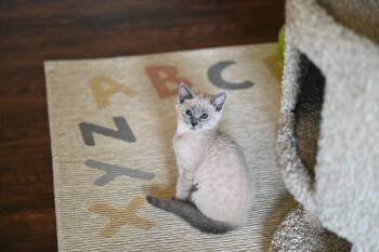 Violet -  Siamese and Russian Blue Cat for Adoption in Falmouth, Maine - Violet | PetCurious