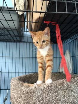 Kylie JN -  Domestic Short Hair Cat for Adoption in Greenville, South Carolina - Kylie JN | PetCurious