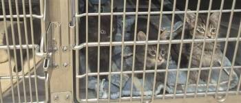 Domestic Short Hair Cats Available for Adoption in Decatur, Illinois - TOOTHBRUSH | PetCurious