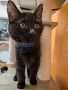 Ocean -  Domestic Medium Hair Cat for Adoption in St. George, Utah - Ocean | PetCurious