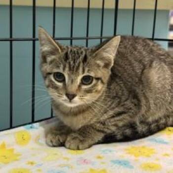 Knave of Hearts -  Domestic Short Hair Cat for Adoption in Richmond, Virginia - Knave Of Hearts | PetCurious