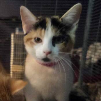 Grace Lilly -  Domestic Short Hair Cat for Adoption in Hanna City, Illinois - Grace Lilly | PetCurious