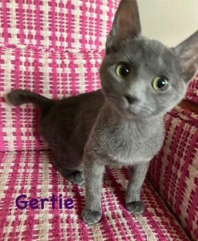 Domestic Short Hair Cats Available for Adoption - Gertie | PetCurious