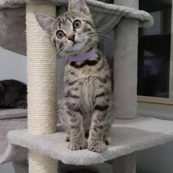 Meredith -  Domestic Short Hair Cat for Adoption in Litchfield Park, Arizona - Meredith | PetCurious
