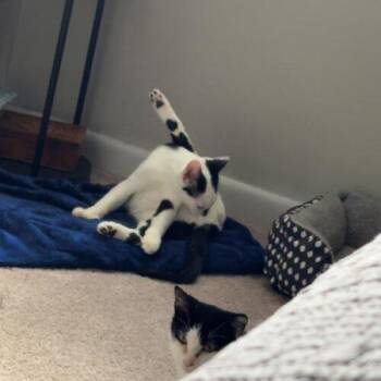 Scully -  Domestic Short Hair Cat for Adoption in Tampa, Florida - Scully | PetCurious
