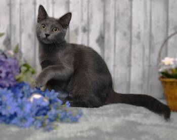 Dove -  Domestic Short Hair Cat for Adoption in Roanoke, Texas - Dove | PetCurious