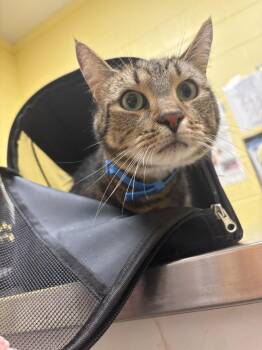 Natter Jack -  Domestic Short Hair Cat for Adoption in Crossville, Tennessee - Natter Jack | PetCurious