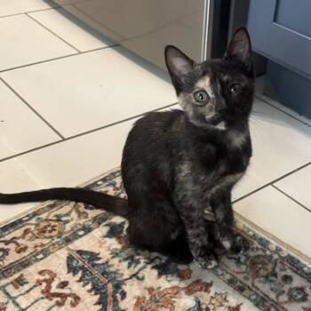 Rescue Tortoiseshell Cats for Adoption in Capshaw, Alabama - HONEYDEW | PetCurious