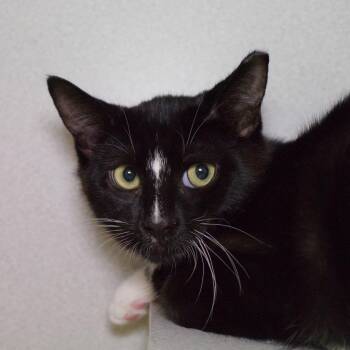 Breadstick -  Domestic Short Hair Cat for Adoption in Seattle, Washington - Breadstick | PetCurious