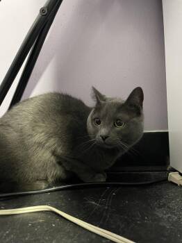 Domestic Short Hair Cats Available for Adoption - Rocket | PetCurious