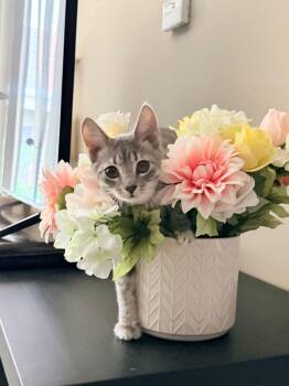 Frank -  Domestic Short Hair Cat for Adoption in Cincinnati, Ohio - Frank | PetCurious