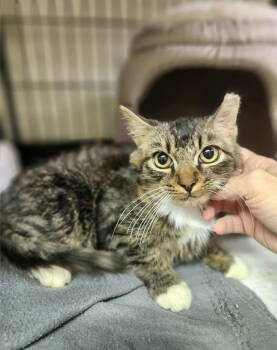 Rescue Domestic Short Hair Cats for Adoption in Social Circle, Georgia - Heihei | PetCurious