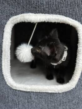 Lily -  Domestic Short Hair Cat for Adoption in Wheaton, Illinois - Lily | PetCurious