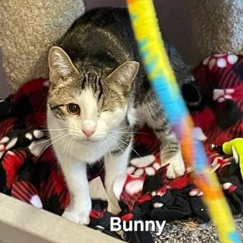Rescue Domestic Short Hair Cats for Adoption in Washington, Pennsylvania - Bunny And Tulip | PetCurious