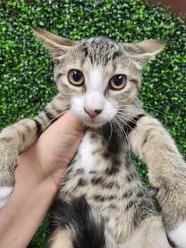 Leona $50 -  Domestic Short Hair Cat for Adoption in Seneca, South Carolina - Leona $50 | PetCurious