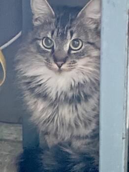 Domestic Long Hair Cats Available for Adoption - Jazzie | PetCurious